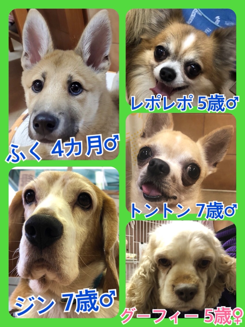 🐾今日の里親様募集中ワンコ🐶メンバーです🐾2020,4,7
